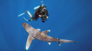 22 january 2019 (france) see more ». Dans Le Sillage Des Requins E04 Au Dela Des Apparences Documentaire Programme Tv Replay