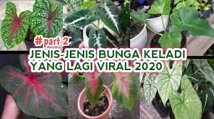 Suku bunga adalah presentase uang yang dipinjam (pokok utang) yang harus dibayarkan oleh nasabah sebagai balas jasa kepada jenis lembaga keuangan bank dan bukan bank. Jenis Jenis Bunga Keladi Hias Yang Lagi Viral 2020 Youtube
