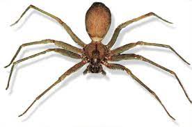 Get Rid Of Brown Recluse Spiders