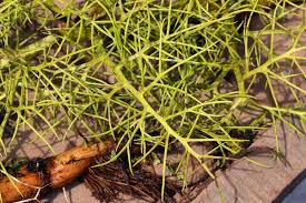 Image result for Parkeriaceae