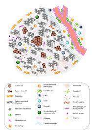 How is pancreatic cancer diagnosed? Complex Tumor Microenvironment Tme Of Pancreatic Cancer The Download Scientific Diagram