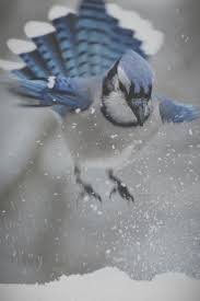 Gray Birds That Look Like Blue Jays Love Life Fantasy Photo Birds