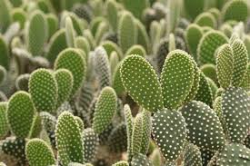 The name cacti or cactus has been adopted by the masses as the universal term to describe succulent plants. Know Your Cactus