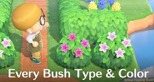 Maybe you would like to learn more about one of these? Bush Types Colors List Blooming Season Dates In Animal Crossing New Horizons