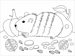 Malvorlagen zum ausmalen malvorlagen tiere meerschweinchen. 33 Meerschweinchen Zum Ausmalen Besten Bilder Von Ausmalbilder