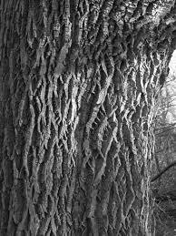 Explore more like colored pencil tree bark. How To Draw Tree Bark Texture Learn How To Draw