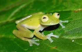 NUEVA INVESTIGACIÓN SOBRE ANFIBIOS EN EL PNN SELVA DE FLORENCIA ...