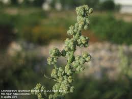 Image result for Chenopodium opulifolium