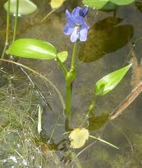 Image result for Monochoria africana