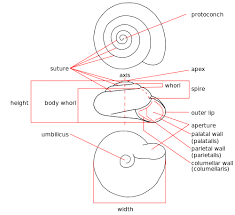 Gastropod Shell Wikipedia