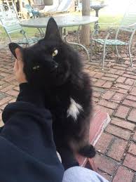 I Just Wanted To Post A Picture Of My Cat Hayvanlar Kedi Fotografcilik
