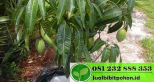 Pelam mangga harum manis home furniture gardening on carousell. Bibit Mangga Arum Manis Super Jual Bibit Pohon Dan Tanaman