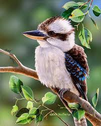 Out On A Limb Laughing Kookaburra Natalie Jane Parker Australian Native Wi Au Australian Native Animals Australian Native Birds Australian Birds
