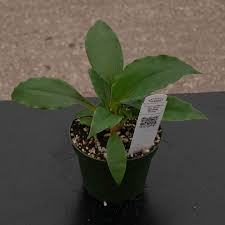 Image result for Chlorophytum affine