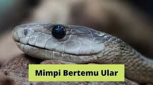 Ular hitam adalah perlambang dari kekuatan dan kewibawaan. Wow Mimpi Melahirkan Ular Dalam Islam
