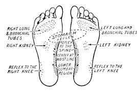 Foot Reflexology Chart Clipart Images Gallery For Free