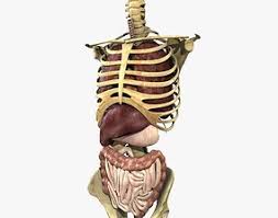 edit on wikidata the torso or trunk is an anatomical term for the central part or core of many animal bodies. Human Torso Anatomy 3d Cgtrader