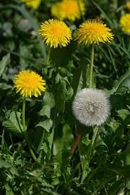 Image result for Taraxacum