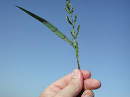 Image result for Echinochloa colona