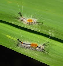 Black And Red Caterpillar Maine Tussock Moth Caterpillars Lymantriinae Erebidae