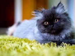 15 Best Adorable Names For Persian Cats