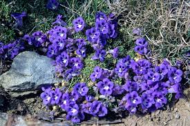 Image result for Aptosimum procumbens