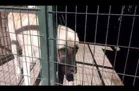 sizce kangal sahibini unutur mu kopek doberman hayvan