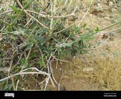 Image result for Otoptera