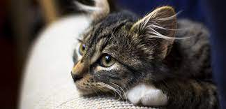 You'll still expect them to wander into the room. End Of Life Care Aspca