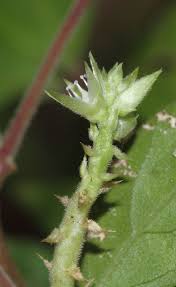 Image result for Psilotrichum scleranthum