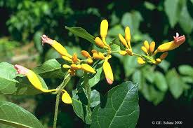 Image result for Acanthaceae