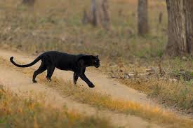 Melanistic leopards (very dark brown) are commonly called black panthers. Top Wildlife Sanctuaries To Spot A Black Panther In India Black Leopard