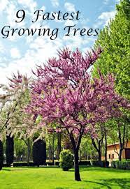 40 Beautiful Flowering Trees Ideas For Yard Landscaping Fast Growing Trees Trees To Plant Growing Tree