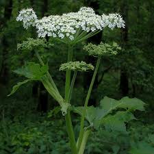 Image result for Heracleum