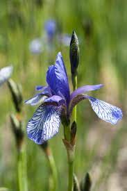 Growing Irises In Zone 5 How To Grow Iris Plants In Cold Climates