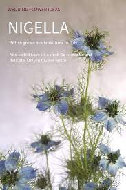 Summer Wedding Flower Ideas Nigella Or Love In A Mist Are The Most Gorgeous Summer Flower The Blue Wedding Flower Guide Wedding Flowers June Wedding Flowers