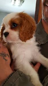 Marcus King Spaniel Cavalier King Charles Spaniel King Charles