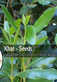 Image result for Catha edulis