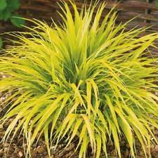 The Best Perennials For Your Yard Ornamental Grasses Japanese Forest Best Perennials