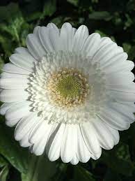 Bikira Flower Therapy Beautiful Flowers Pretty Flowers