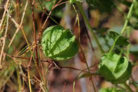 Image result for Physalis pubescens