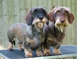 Crunchie And Cadbury Posing Wire Haired Dachshund Dachshund Love Wirehaired Dachshund Puppy