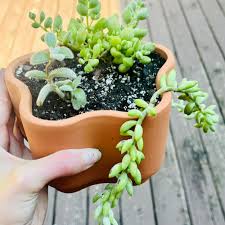 Image result for Cotyledon barbeyi