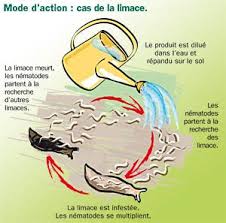 Lutte Biologique Au Jardin Grace Aux Nematodes Pour Lutter Contre Les Vers Blancs Nematodes Vers Blanc Lutte