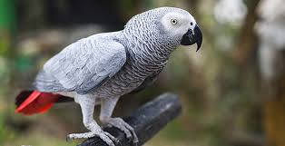 Loro is an asian smokehouse and bar brought to you by james beard award winners, chef tyson cole of uchi and aaron franklin of franklin barbecue. Un Loro Britanico Se Escapo Y Regreso Hablando Espanol National Geographic En Espanol