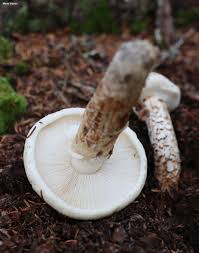 Image result for Micrargeriella