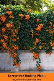 Valuable Evergreen Climbing Plants For Happy Gardeners Flowersandflowerthings Evergreen Climbing Plants Evergreen Climbing Trellis Plants