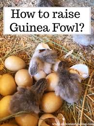 The flock of each variety was composed of 10 males and 40 females. What Age Do Guinea Fowl Lay Eggs