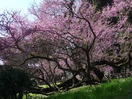 Risultato immagini per immagine di alberi plurisecolari