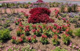 Image result for Coleus